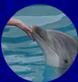 The inspiration for our "Dolphin Touch" logo. Dolphins, dolphins, dolphins