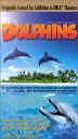 Dolphin trainers favorite videos